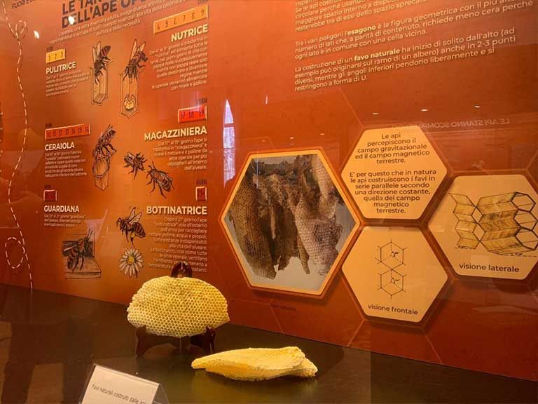 La via delle Api al Museo Zoologico di Roma