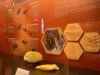 La via delle Api al Museo Zoologico di Roma